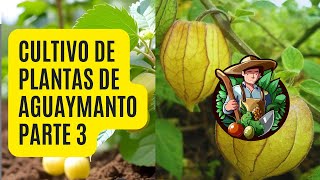 Cómo tener una Planta de Aguaymanto en Casa 🤩 Parte 3 [upl. by Ymled934]