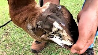 The biggest abscess An animal with so much pain 2 [upl. by Ikcin]