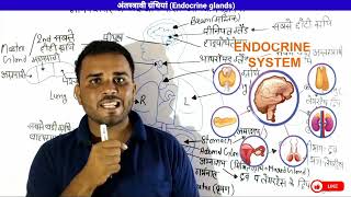 Endocrine Glands  अंतस्त्रावी ग्रंथियां  endocrine glands and their hormones  lecture 2 [upl. by Ettezyl]