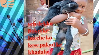 yah Jo hamara Beti hai Bakri ke bacche se khel raha hai [upl. by Brendis713]