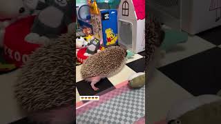 Cute baby hedgehog hedgehog babyhedgehog short [upl. by Dreher686]