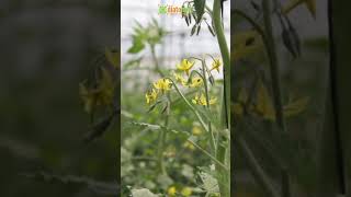 Diatomix en Tomate agricultor agriculture agricultura agriculturefarming fertilizer tomate [upl. by Gautea380]