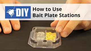 How to Use Bait Plate Stations for Ant amp Roach Control [upl. by Ghassan]