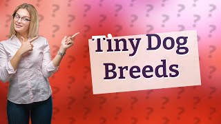 What are the top 5 smallest dogs in the world [upl. by Torre591]