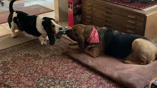 Sweet Game of Dog Tug of War  Bloodhound amp Basset Hound [upl. by Imaon]