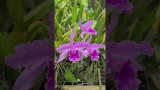 Floração da Laelia lobata  A Orquídea Mais Carióca Que Existe [upl. by Gomer136]