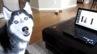 Mishka the Talking Husky sings quotTrololoquot [upl. by Allit956]