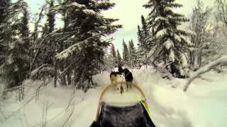 GoPro Dog Sledding  Trysil 1080p60fps Hundeschlitten fahren [upl. by Calabresi832]