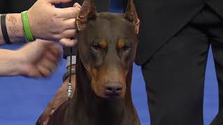 Doberman Pinscher 2018 National Dog Show Working Group [upl. by Estelle]