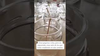 ¿Te gustaría emprender con las velas artesanales Mira este testimonio emprendimiento candle [upl. by Anyer941]