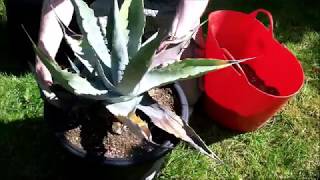 Repotting a neglected Agave [upl. by Rolfston968]