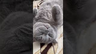 Dumanın ev hali😻 cats kediler viral viralshort viralvideo [upl. by Eatnahc950]