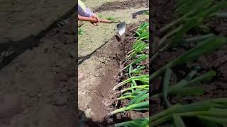 Green onion planting tungsten steel shovel Good tools and machinery can increase work efficiency [upl. by Nayhr]