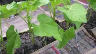 Beginners Guide to Growing Bush Beans [upl. by Towrey]