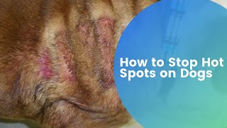 How to Stop Hot Spots on Dogs A Comprehensive Guide [upl. by Palua]