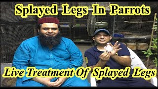 What Are The Reasons Of Splayed Legs In BirdsLive Treatment Of Splayed LegsRana Jibran [upl. by Nagear]