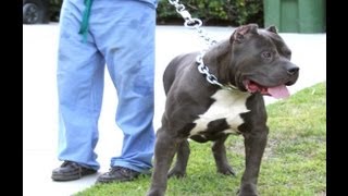 Big Bully pitbull Dog Collars Best custom dog collars feat BGKs The Rock pit bull [upl. by Atsedom952]