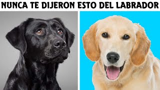 Cosas Que No Sabias De Los Perros Labrador Retriever  SoyCorraje [upl. by Llyrad725]