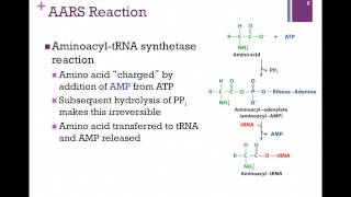 184Charging tRNA [upl. by Cedric284]