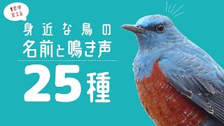 身近な鳥の名前と鳴き声♪25種類【一年中会える留鳥編】 [upl. by Ahsitram]