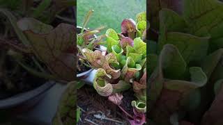 sarracenia carnivorousplants purpurea [upl. by Lechar974]