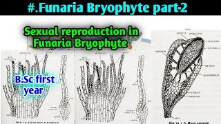 Sexual Reproduction in funaria  Sporophyte of Funaria  BSc first year Botany Second semester [upl. by Elsinore981]