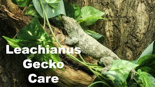 Leachianus Gecko Care [upl. by Jonie]