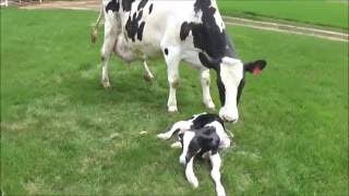 Cow Giving Birth To A Calf  The Calving Process [upl. by Kinch740]