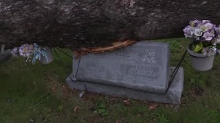 Headstones damaged at Kaukauna cemetery [upl. by Bess]