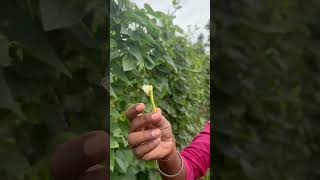 परवल मे नर मादा की क्या जरूरत  Pointed Gourd Farming [upl. by Sandler]