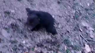 black bear cub crying [upl. by Arretal]