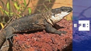 El lagarto quotgigantequot de Gran Canaria pide reconocimiento y protección [upl. by Brenza]