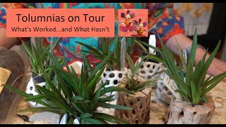 Tolumnia Orchids on Tour  What Has Workedand What Has Not  Four Tolumnia Orchid Repots [upl. by Yddub646]