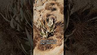 The Namibs Bizarre Welwitschia Plant [upl. by Laurentium]