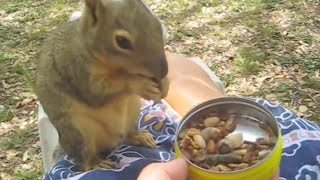 Orphaned baby squirrel rescued and raised in a cabin the adventures of Chester my pet squirrel [upl. by Aninaj]