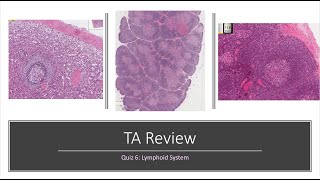 Histology of the lymphatic system [upl. by Suckram]