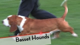 Basset Hound  Bests of Breed [upl. by Eima]