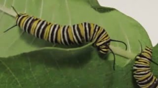 Monarch Caterpillars Eating Milkweed  Audible Crunching Now with Subtitles [upl. by Tamar]