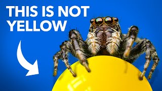 What Jumping Spiders Teach Us About Color [upl. by Neukam71]