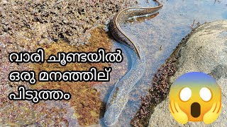 വാരി ചൂണ്ടയിൽ മനഞ്ഞില് പിടുത്തം eelfish catching in Kerala river🎣 awesome eel fishing video🤩 [upl. by Richel]