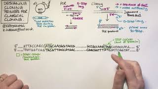 Designing cloning primers for classical restriction cloning [upl. by Anekam]