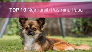 Najmanji Psi Na Svijetu  TOP 10 Malih Pasmina Pasa Sa Slikama 🐩 [upl. by Elocaj468]