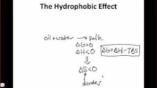 The Hydrophobic Effect [upl. by Gamber]