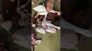 Skill potong daging ayam kampung super keras cuttingskills chicken ayamsegar short [upl. by Alhahs834]