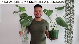 How To Propagate MONSTERA DELICIOSA 2 EASY Ways DETAILED [upl. by Roselane833]