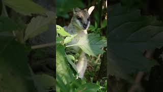 The Daintree Rainforest The World’s Oldest Tropical Rainforest [upl. by Wolfson]