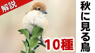 超入門！秋に見る鳥10種【解説】 [upl. by Elleoj]