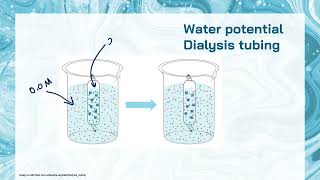 IB Biology Topic D23 Water potential  AHL [upl. by Nobell]