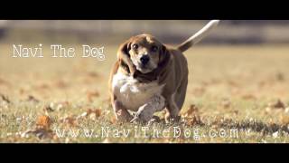 Navi the Basset Hound Running In Slow Motion HD [upl. by Anetsirhc]