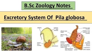 BSc Zoology Notes  Excretory System Of Pila globosa  Full Explanation In Hindi  educatorbug [upl. by Edurtreg]